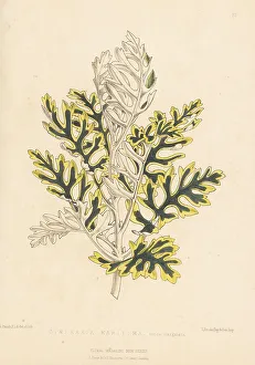 Silver ragwort, Jacobaea maritima