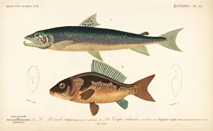 Carpio Collection: Silver salmon and common carp (vulnerable)