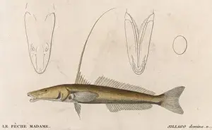 Silver Sillago / Fish / 1860