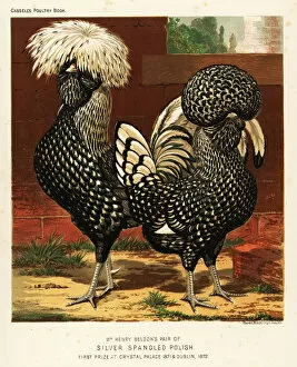 Middleton Gallery: Silver spangled Polish cock and hen