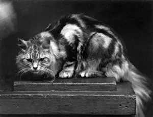SILVER TABBY / 1936