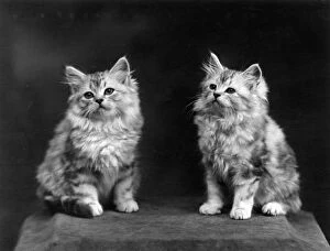 Adorable Gallery: TWO SILVER TABBY KITTENS