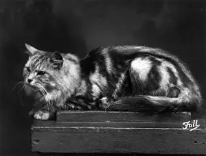 Ronald Prints: SILVER TABBY LYING DOWN
