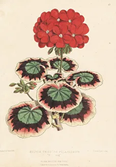 Reeve Prints: Silver tricolor pelargonium, Mrs Laing
