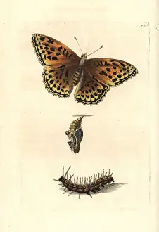 Thenaturalistsmiscellany Prints: Silver-washed fritillary, Argynnis paphia