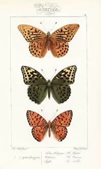 Alexis Collection: Silver-washed fritillary and Niobe fritillary