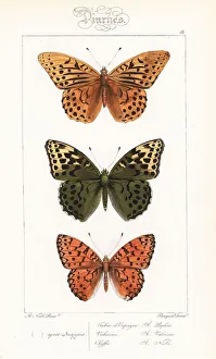 Alexis Collection: Silver-washed fritillary and Niobe fritillary
