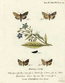 Christoph Collection: Silver Y and Essex Y moths