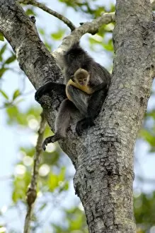 Silvered Langur with an infant (baby-langurs are