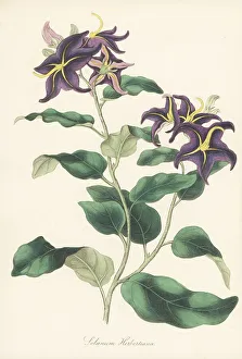 Messrs Prints: Silverleaf nightshade, Solanum elaeagnifolium