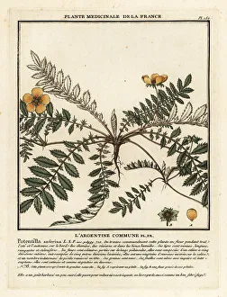 Colour Printing Prints: Silverweed, Potentilla anserina