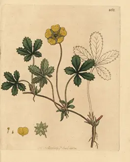 Potentilla Prints: Silverweed or wild tansey, Potentilla anserina