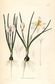 Bailey Gallery: Silvery crocus, Crocus biflorus