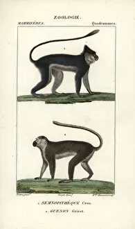 Aethiops Collection: Silvery lutung or langur, Trachypithecus cristatus