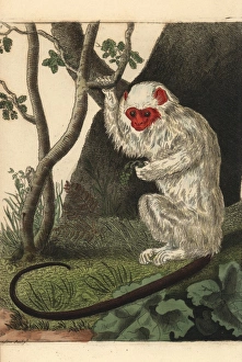 Silvery marmoset, Mico argentatus Silvery marmoset, Mico argentatus