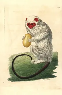 Silvery marmoset, Mico argentatus