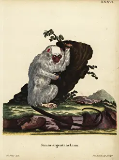 Silvery marmoset, Mico argentatus