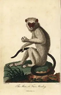 Silvery marmoset, Mico argentatus