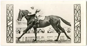 Silvius, Australian race horse