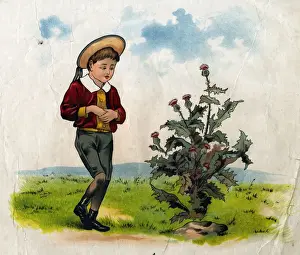 Simple Simon with thistle