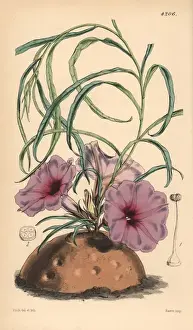 Curtis Prints: Simple stalked ipomaea, Ipomaea simplex