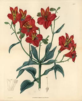 Alstroemeria Collection: Sims Peruvian lily, Alstroemeria ligtu subsp. simsii