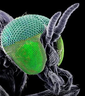 Hexapoda Collection: Simulium damnosum, Simulian blackfly
