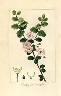Botanicalillustration Prints: Singapore holly, Malpighia coccigera