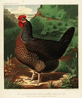 Brooks Collection: Single-combed Dorking hen