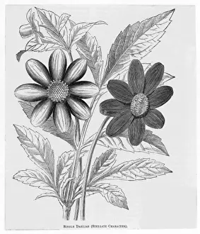 Single Dahlias