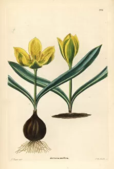 Tulip Gallery: Single-flowered tulip, Tulipa uniflora