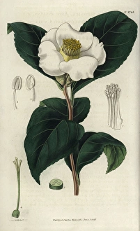 Albo Gallery: Single white-flowered camellia, Camellia japonica
