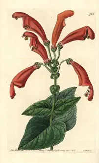 Botanicalillustration Prints: Sinningia bulbosa