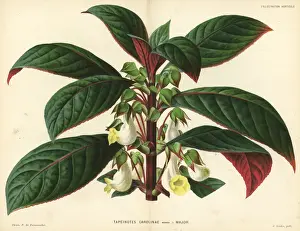 Sinningia carolinae