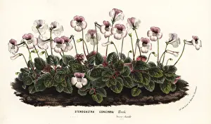 Sinningia concinna