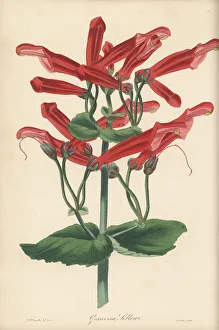 Sinningia cooperi