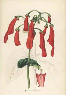 Wentworth Prints: Sinningia cooperi