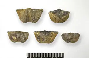Five Prints: Sinospirifer sp. stone swallow (Shih-yen) brachiopods