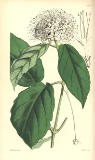 Leaved Prints: Sinuate leaved clerodendron, Clerodendron sinuatum
