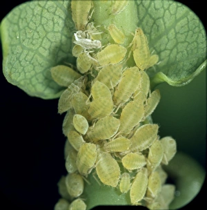 Aphididae Gallery: Sipha glyceriae, aphids