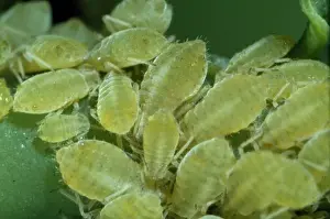 Sipha glyceriae, aphids