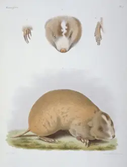 Claw Prints: Siphneus fontanierii, mole-rat