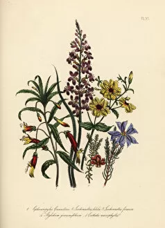 Jane Gallery: Siphocampylos and Leschenaultia species