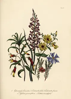 Siphocampylos and Leschenaultia species