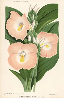 Stroobant Collection: Siphonochilus kirkii