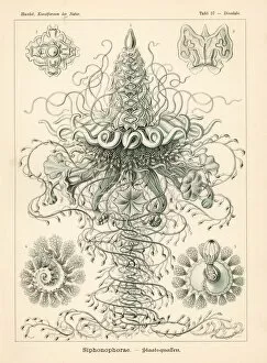 Glitsch Gallery: Siphonophora jellyfish colony