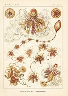 Ernst Collection: Siphonophorae hydrozoa