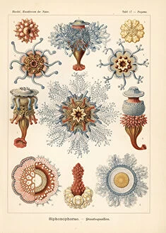 Bladder Collection: Siphonophorae hydrozoa: Porpema prunella and Porpita species