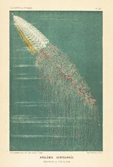 Medusa Prints: Siphonophore or string jellyfish, Apolemia contorta