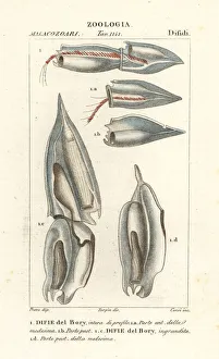 Siphonophores, Diphyes dispar Siphonophores, Diphyes dispar